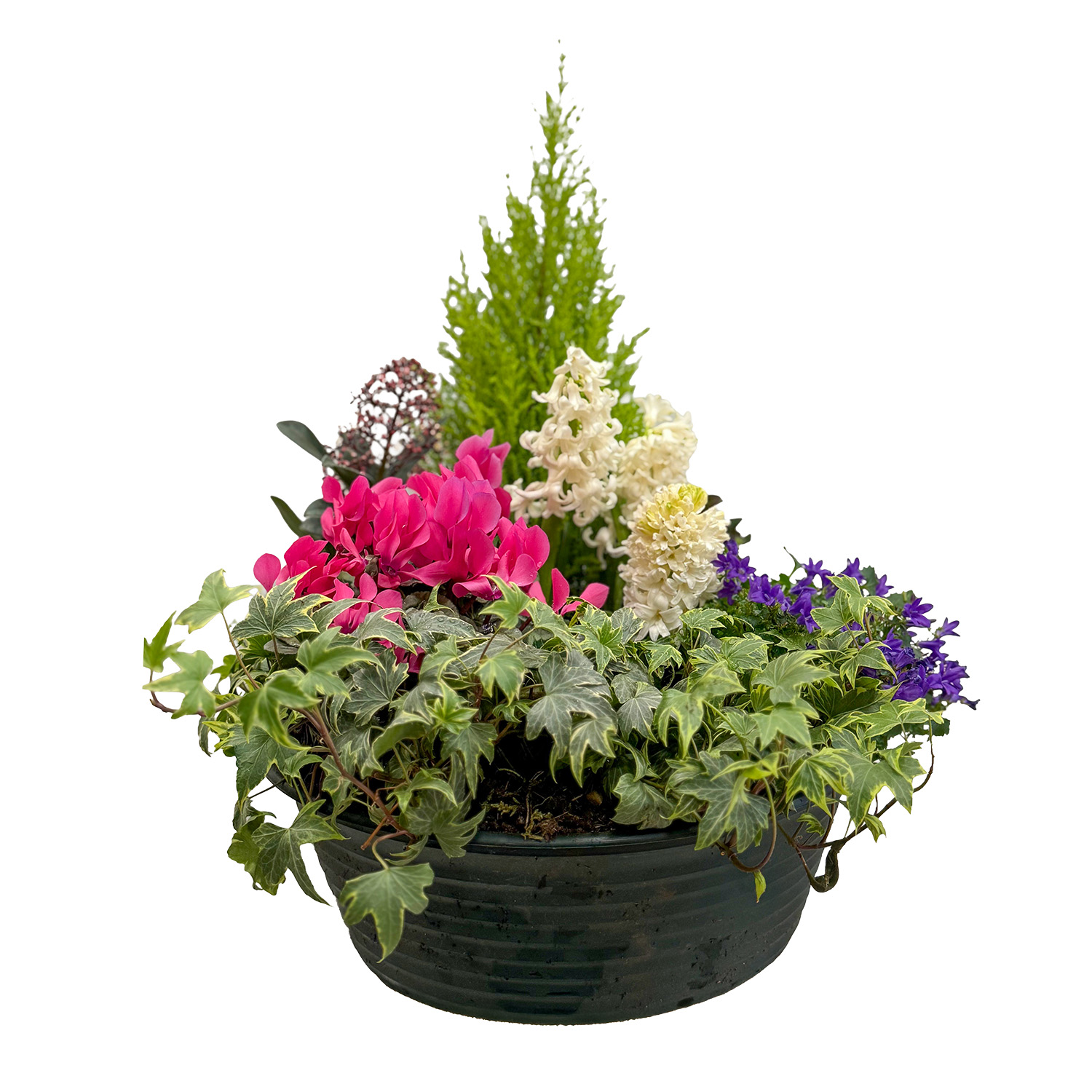 Coupe de plantes Gandy – Image 2